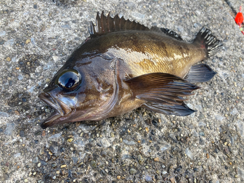 メバルの釣果