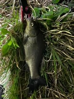 フナの釣果