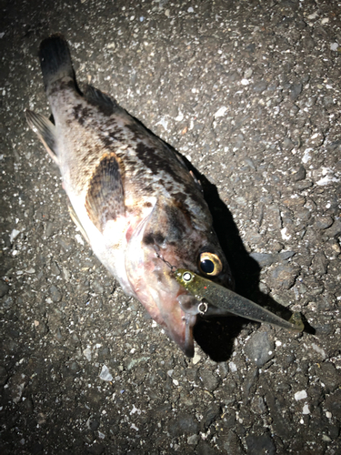 クロソイの釣果