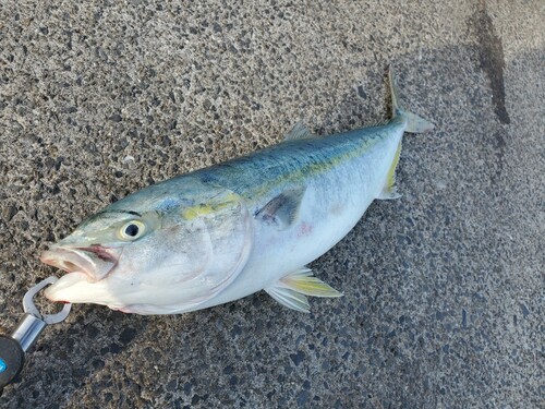 ワラサの釣果