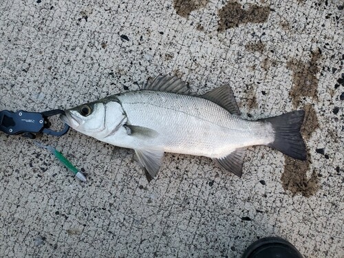 セイゴ（ヒラスズキ）の釣果