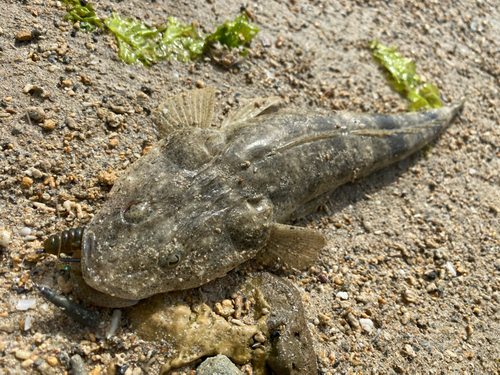 ミナミマゴチの釣果