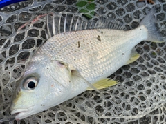 ホシミゾイサキの釣果