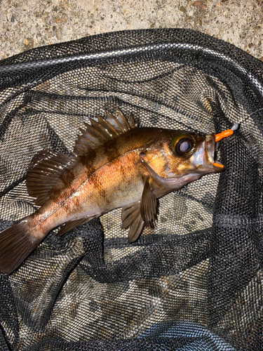 メバルの釣果