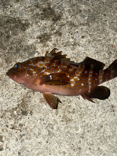 アコウの釣果