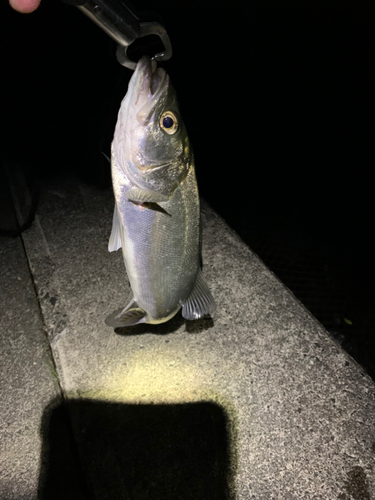 セイゴ（マルスズキ）の釣果