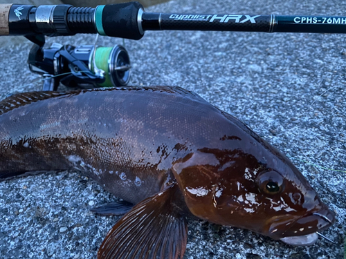 アイナメの釣果