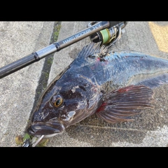 アイナメの釣果