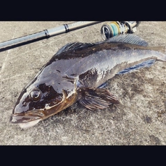 アイナメの釣果