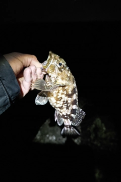 タケノコメバルの釣果