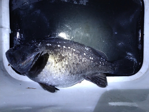 クロソイの釣果