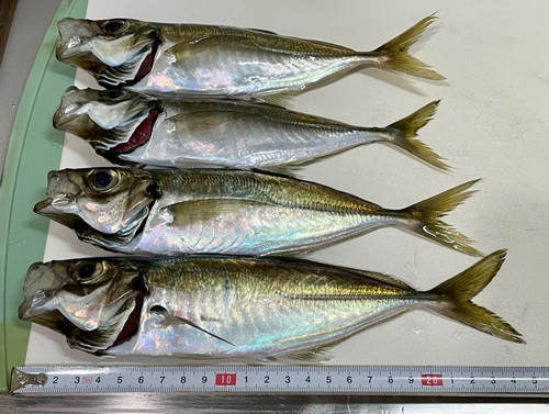 アジの釣果