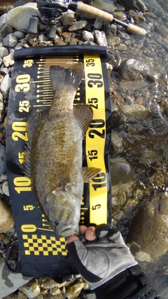 スモールマウスバスの釣果