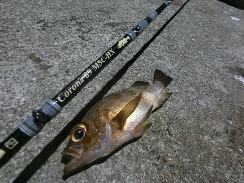 シロメバルの釣果