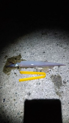 ヤリイカの釣果