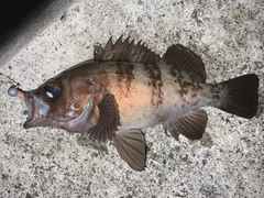 メバルの釣果