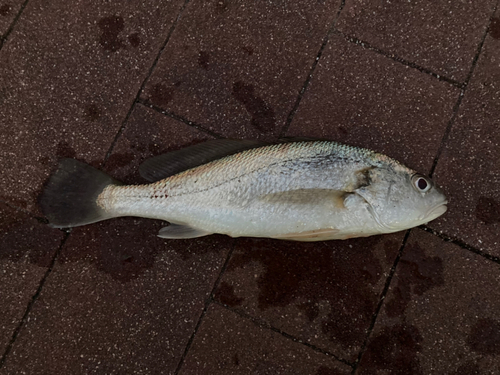 イシモチの釣果