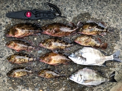 カサゴの釣果