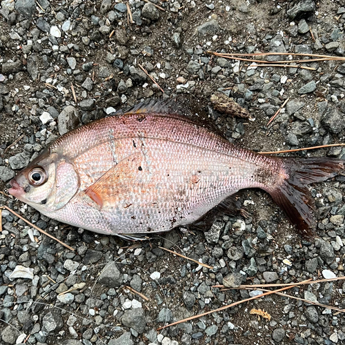 ウミタナゴの釣果