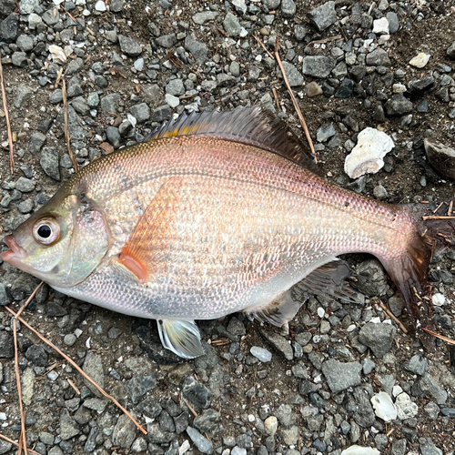 ウミタナゴの釣果