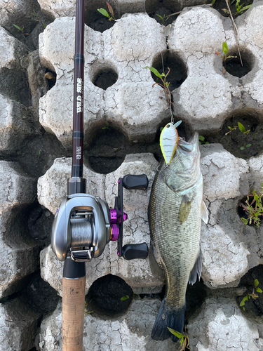 ブラックバスの釣果