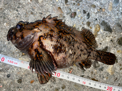 オウゴンムラソイの釣果