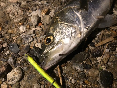 スズキの釣果