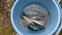 ニジマスの釣果