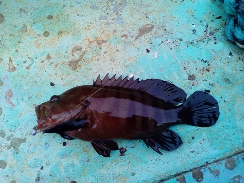 ヤミハタの釣果