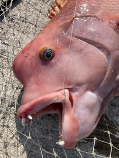 コブダイの釣果