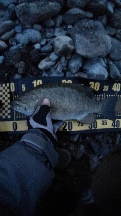 スモールマウスバスの釣果