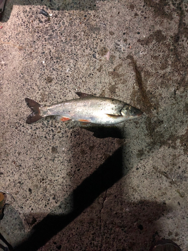 ウグイの釣果