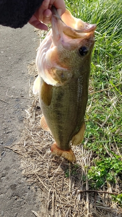 ラージマウスバスの釣果