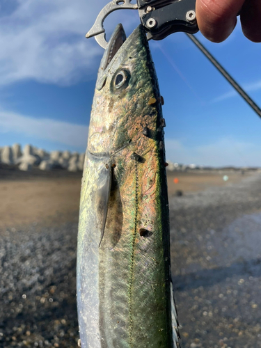 サゴシの釣果