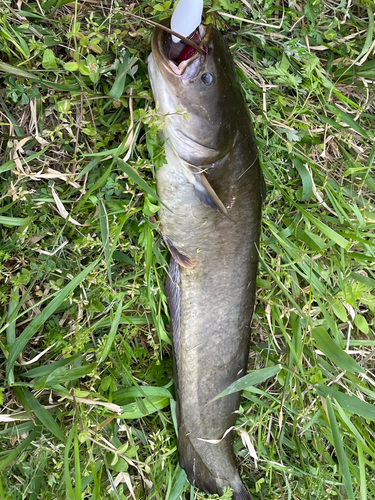 ナマズの釣果