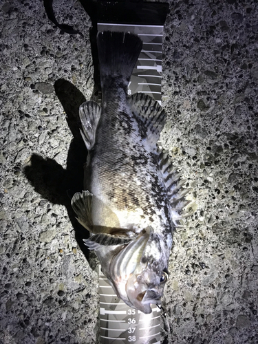 クロソイの釣果