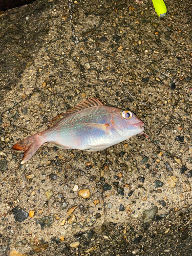 チャリコの釣果