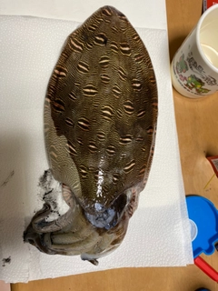 モンゴイカの釣果