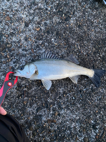 セイゴ（マルスズキ）の釣果