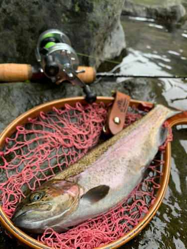 ニジマスの釣果