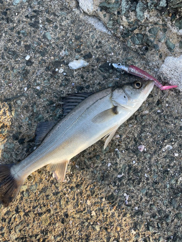 セイゴ（マルスズキ）の釣果