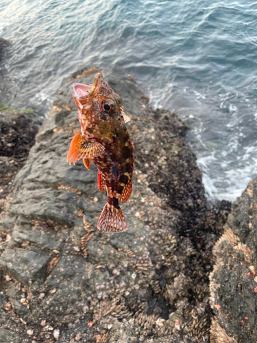 ガシラの釣果