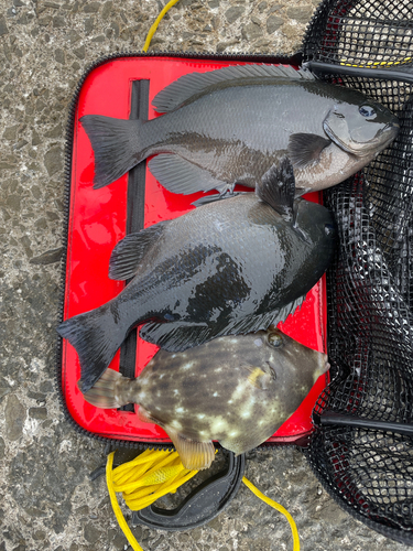 グレの釣果