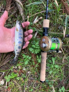 アマゴの釣果