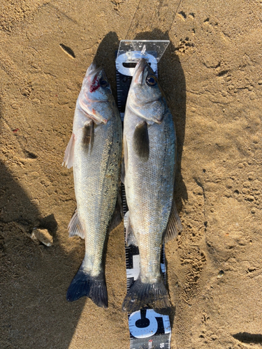 ヒラスズキの釣果