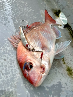 タイの釣果