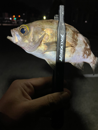 シロメバルの釣果