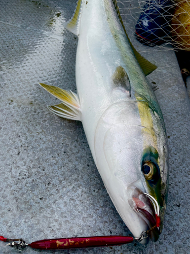 ワラサの釣果