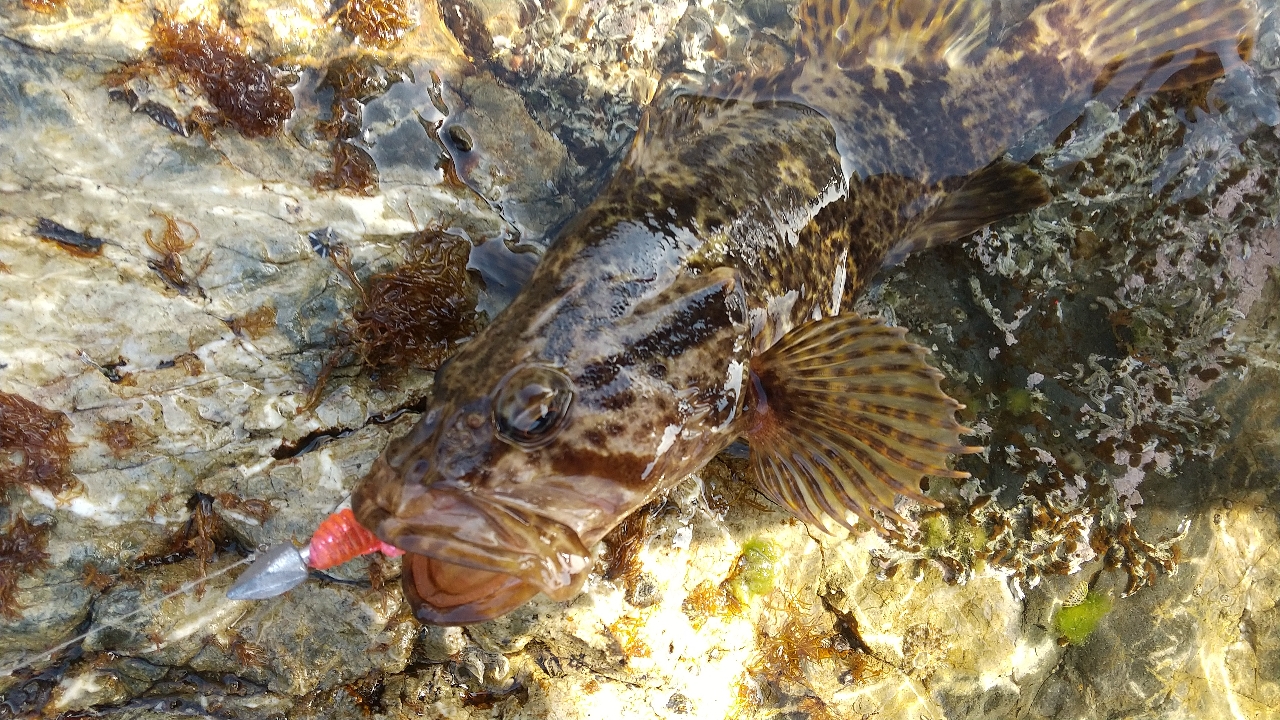 タケノコメバル