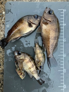 メバルの釣果